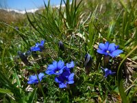 Gentiana pyrenaica 3, Saxifraga-Ed Stikvoort