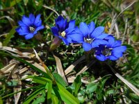 Gentiana pyrenaica 4, Saxifraga-Ed Stikvoort