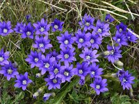 Gentiana pyrenaica 6, Saxifraga-Harry Jans  Gentiana pyrenaica