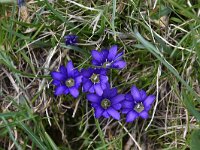 Gentiana pyrenaica 7, Saxifraga-Harry Jans  Gentiana pyrenaica