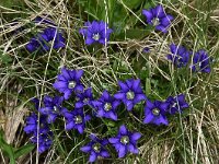 Gentiana pyrenaica 8, Saxifraga-Harry Jans  Gentiana pyrenaica