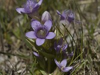 Gentiana ramosa