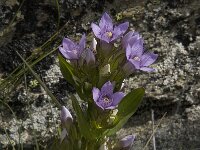 Gentiana ramosa 10, Saxifraga-Willem van Kruijsbergen