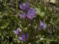 Gentiana ramosa 11, Saxifraga-Willem van Kruijsbergen