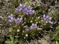 Gentiana ramosa 12, Saxifraga-Willem van Kruijsbergen