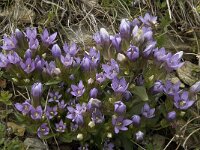 Gentiana ramosa 13, Saxifraga-Willem van Kruijsbergen