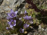 Gentiana ramosa 2, Saxifraga-Willem van Kruijsbergen