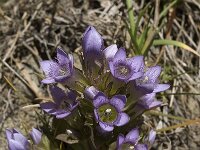 Gentiana ramosa 3, Saxifraga-Willem van Kruijsbergen