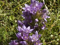 Gentiana ramosa 4, Saxifraga-Willem van Kruijsbergen