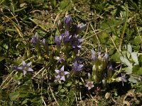 Gentiana ramosa 5, Saxifraga-Willem van Kruijsbergen