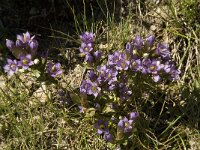 Gentiana ramosa 6, Saxifraga-Willem van Kruijsbergen
