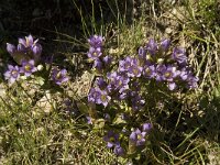 Gentiana ramosa 6, Saxifraga-Willem van Kruijsbergen