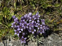 Gentiana ramosa 8, Saxifraga-Jan van der Straaten