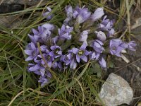 Gentiana ramosa 9, Saxifraga-Willem van Kruijsbergen