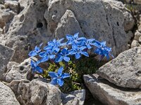 Gentiana schleicheri