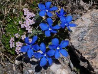 Gentiana terglouensis 6, Saxifraga-Harry Jans