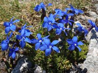 Gentiana terglouensis 8, Saxifraga-Harry Jans