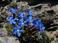 Gentiana terglouensis 9, Saxifraga-Harry Jans