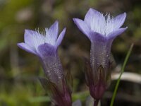 Gentianella aspera