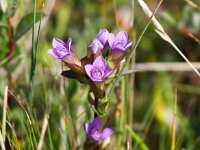 Gentianella campestris