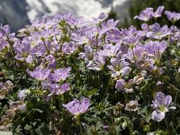 Geranium cinereum 2, Saxifraga-Marijke Verhagen