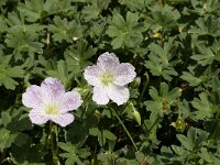 Geranium cinereum 4, Saxifraga-Jan van der Straaten