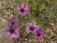 Geranium cinereum 6, Saxifraga-Willem van Kruijsbergen