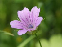 Geranium columbinum