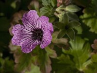 Geranium dalmaticum 1, Saxifraga-Jan van der Straaten