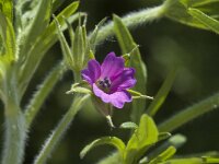 Geranium dissectum, Cut-leaved Cranes-bill