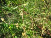 Geranium divaricatum 1, Saxifraga-Rutger Barendse