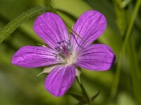 Geranium endressii 26, Roze ooievaarsbek, Saxifraga-Jan van der Straaten