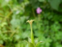 Geranium endressii 5, Roze ooievaarsbek, Saxifraga-Rutger Barendse