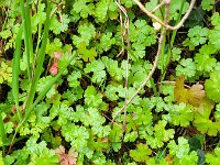 Geranium lucidum 32, Glanzige ooievaarsbek, Saxifraga-Ben Delbaere