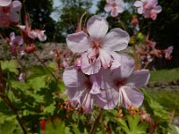 Geranium macrorrhizum 23, Rotsooievaarsbek, Saxifraga-Ed Stikvoort