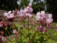 Geranium macrorrhizum 24, Rotsooievaarsbek, Saxifraga-Ed Stikvoort