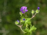 Geranium molle 33, Zachte ooievaarsbek, Saxifraga-Jan van der Straaten