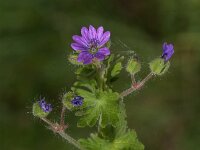 Geranium molle 34, Zachte ooievaarsbek, Saxifraga-Jan van der Straaten