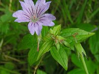 Geranium nodosum 20, Saxifraga-Ed Stikvoort