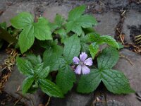 Geranium nodosum 21, Saxifraga-Ed Stikvoort