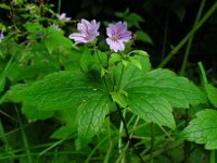Geranium nodosum 22, Saxifraga-Ed Stikvoort