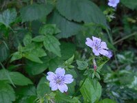 Geranium nodosum 23, Saxifraga-Ed Stikvoort