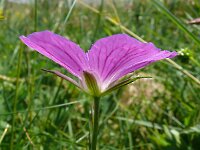 Geranium palustre 14, Saxifraga-Hans Grotenhuis