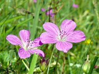 Geranium palustre 11, Saxifraga-Hans Grotenhuis