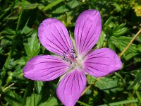 Geranium palustre 12, Saxifraga-Hans Grotenhuis