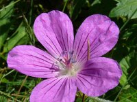 Geranium palustre 13, Saxifraga-Hans Grotenhuis
