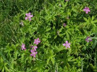Geranium palustre 7, Saxifraga-Hans Grotenhuis