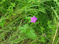 Geranium palustre 9, Saxifraga-Hans Grotenhuis