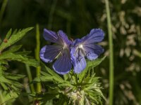 Geranium pratense 54, Beemdooievaarsbek, Saxifraga-Jan van der Straaten