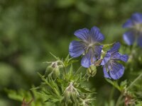 Geranium pratense 57, Beemdooievaarsbek, Saxifraga-Jan van der Straaten